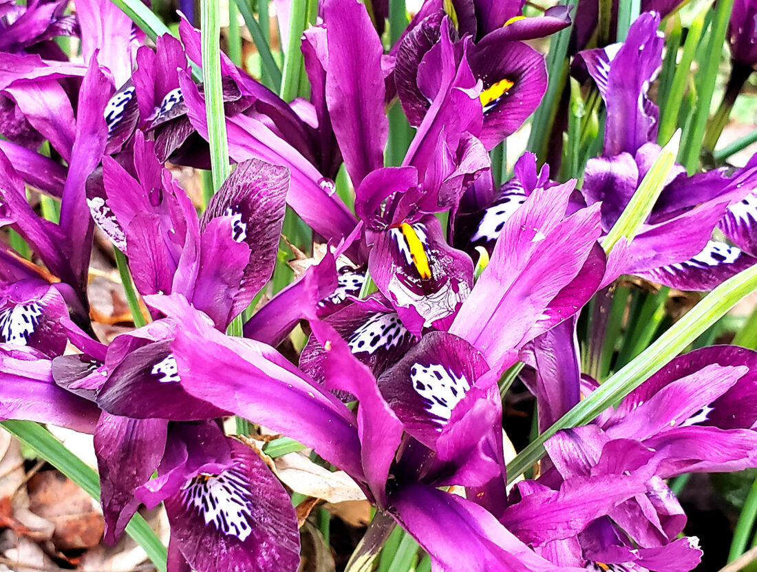 Signs of Spring | News, Sports, Jobs - Altoona Mirror